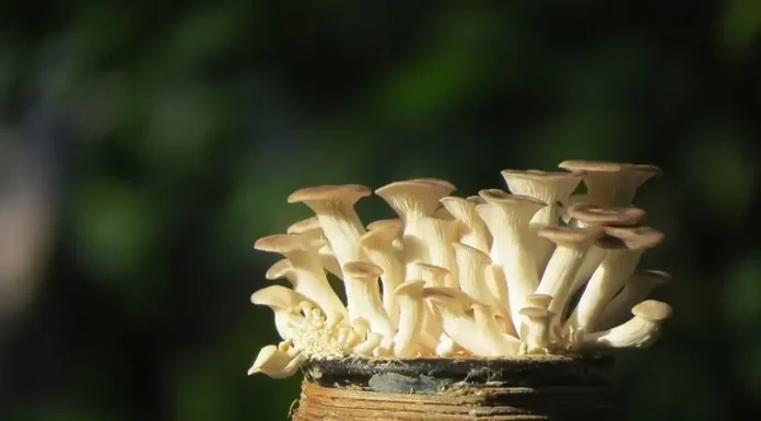 رشد قارچ در تفاله های قهوه