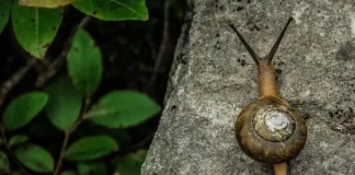 چگونه با تفاله قهوه از حلزون ها خلاص شویم؟