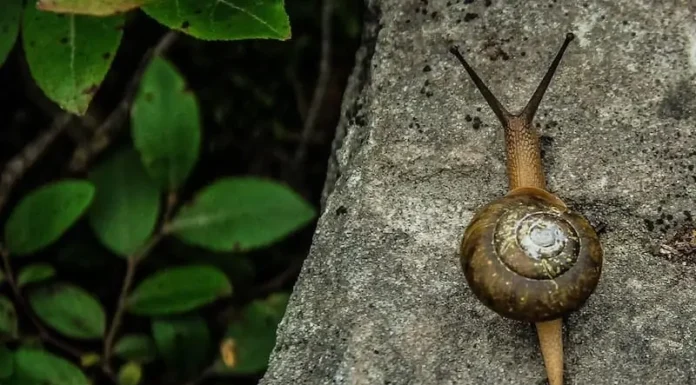 چگونه با تفاله قهوه از حلزون ها خلاص شویم؟
