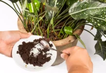 پودر قهوه برای چه گیاهانی مفید است؟