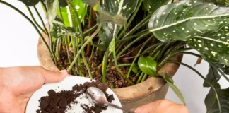 پودر قهوه برای چه گیاهانی مفید است؟