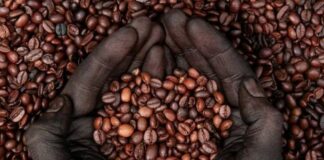 مشخصات طعم قهوه اتیوپی را بشناسید